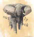 david shepherd African Bull Elephant print