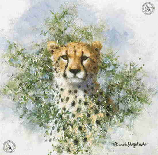 david shepherd cheetah cameo, print