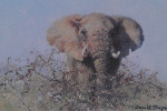 david shepherd elephant signed elephants print