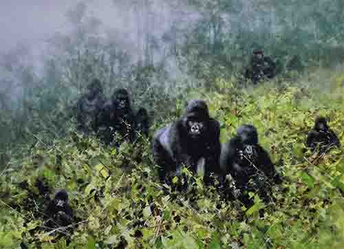 david shepherd in the mists of Rwanda silkscreen gorillas print