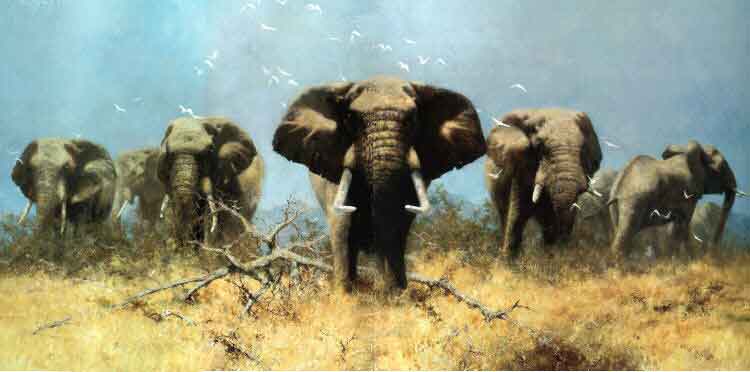 just elephants david shepherd