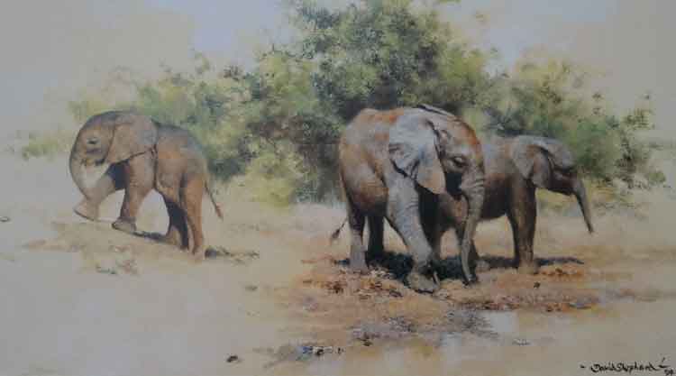 david shepherd kilaguni babies signed limited edition print