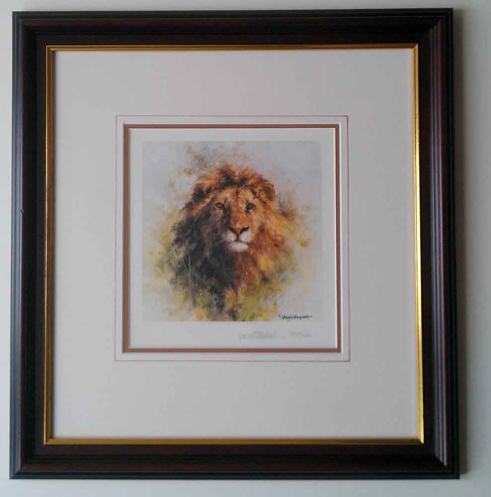 david shepherd  lion, cameo framed print