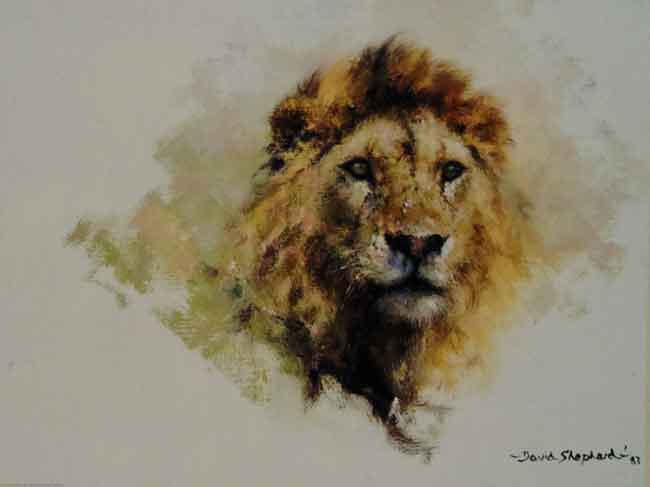 lionhead-davidshepherd
