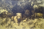 david shepherd lions poster print