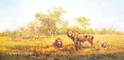davidshepherd-luangwa