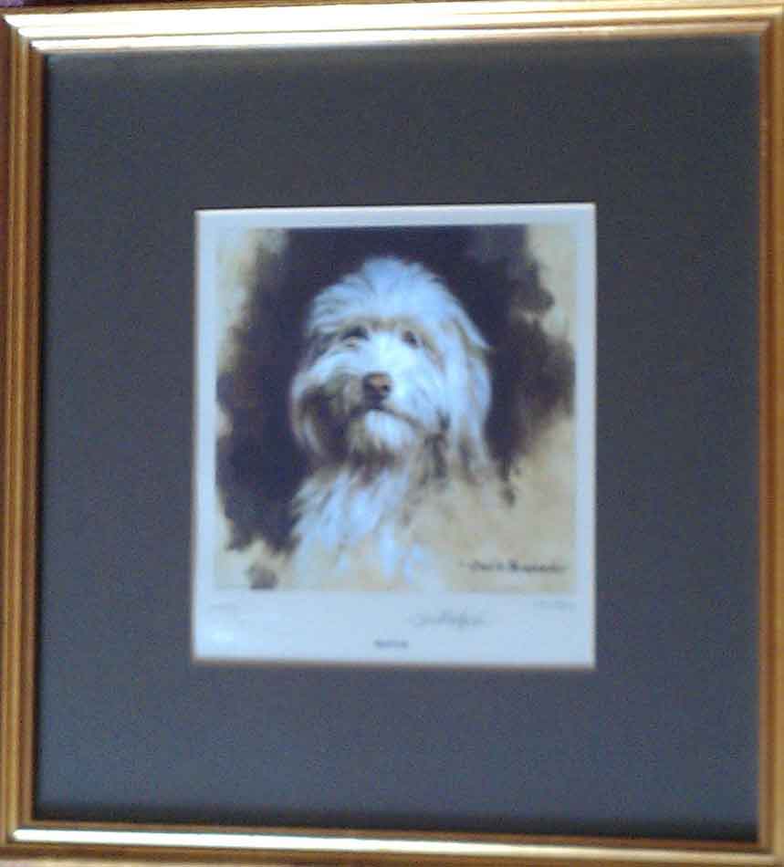muffin, bearded collie, dog print