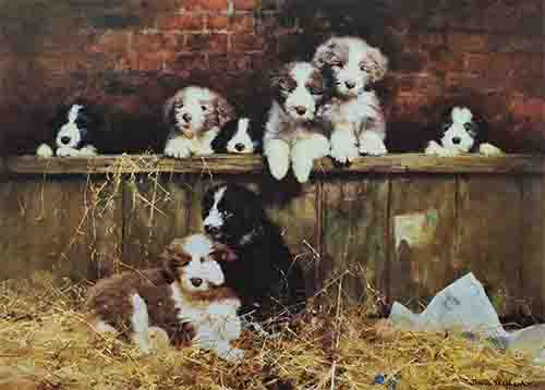 david shepherd muffin's pups dogs bearded collies