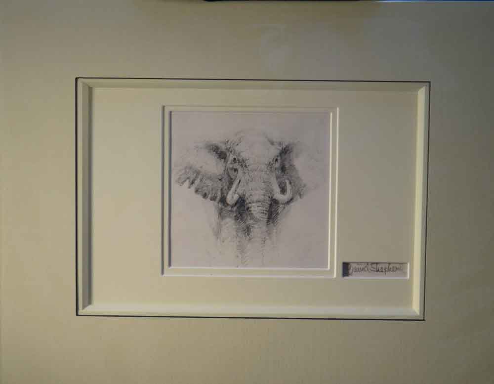 david shepherd elephant original pencil drawing