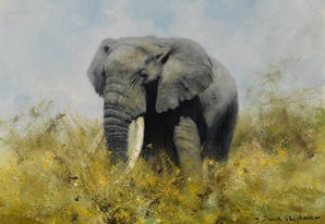 david shepherd, elephant, may 2013, original
