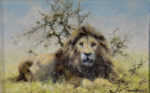 david shepherd original painting, lion david shepherd, original painting, lion