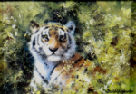 david shepherd original painting, tiger david shepherd, original paintings, tiger