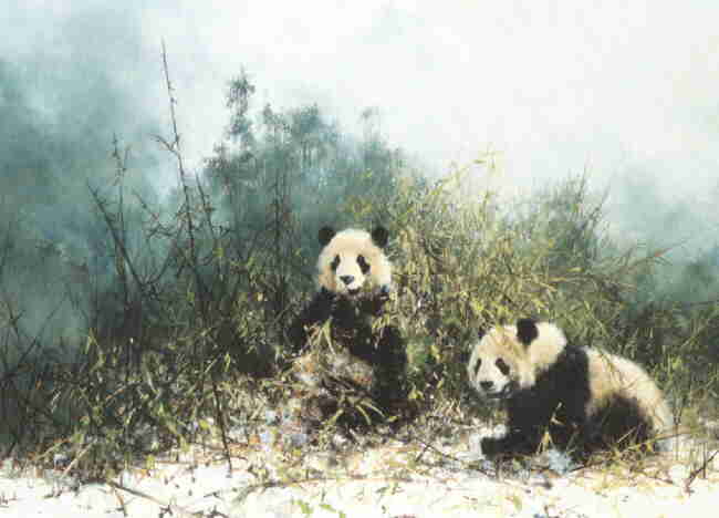 pandasofwolong-davidshepherd