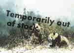 david shepherd pandas of wolong