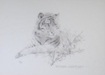 david shepherd portrait of a tiger drawing print