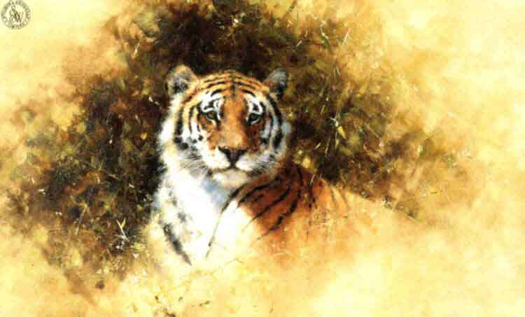 davidshepherd working sketch for the painting of a tiger