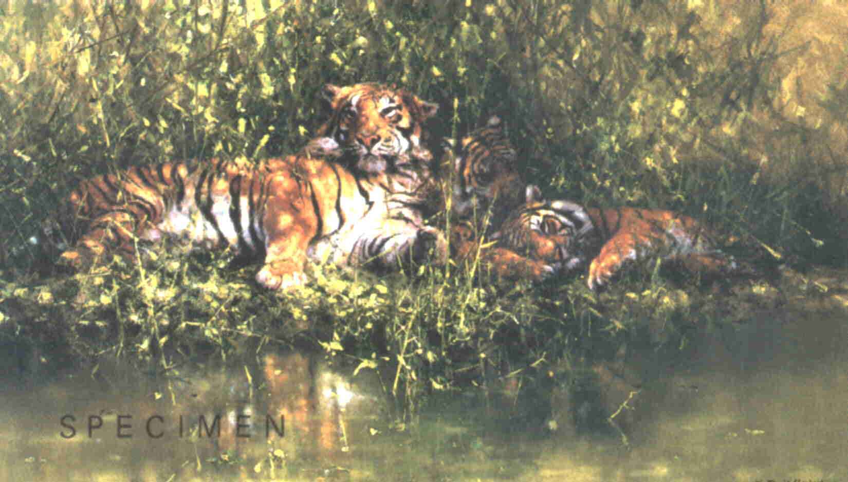 SleepyTigers