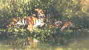 davidshepherd-sleepytigers
