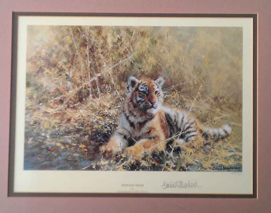 TeenageTiger-davidshepherd