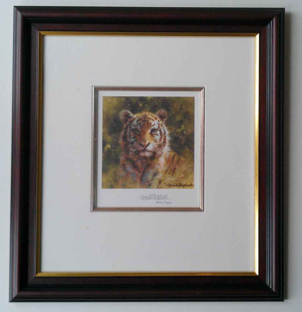 davidshepherd tiger cameo framed