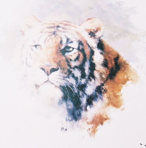 tigerhead-davidshepherd