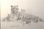 david shepherd, drawing, signed, tigers, sketch, print