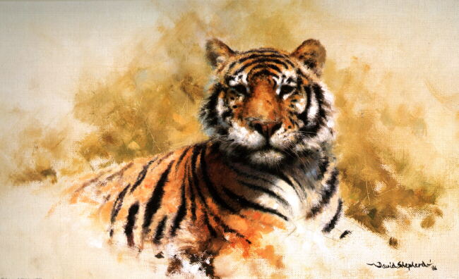 tigersketch-davidshepherd
