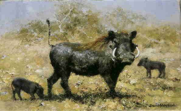 warthog