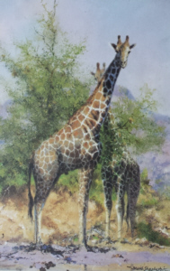 david shepherd watehole trilogy giraffes print