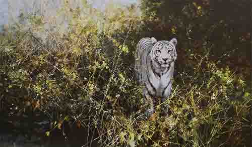 davidshepherd white tiger of rewa