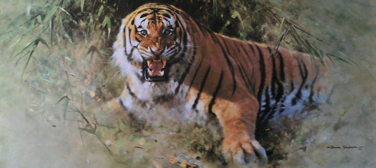 tiger fire
