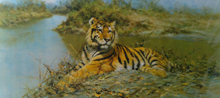 tiger in the sun
