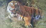 tigerfire-davidshepherd
