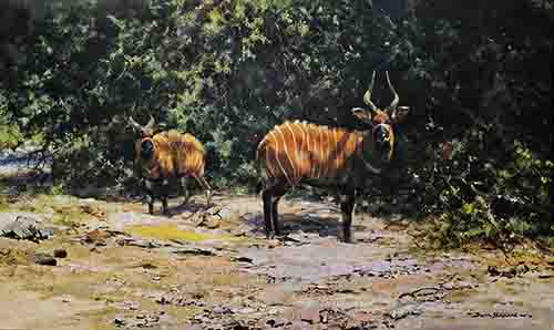 david shepherd antelope prints