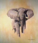 david shepherd African bull elephant elephants , signed, limited edition, print