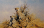 david shepherd african cheetahs signed print