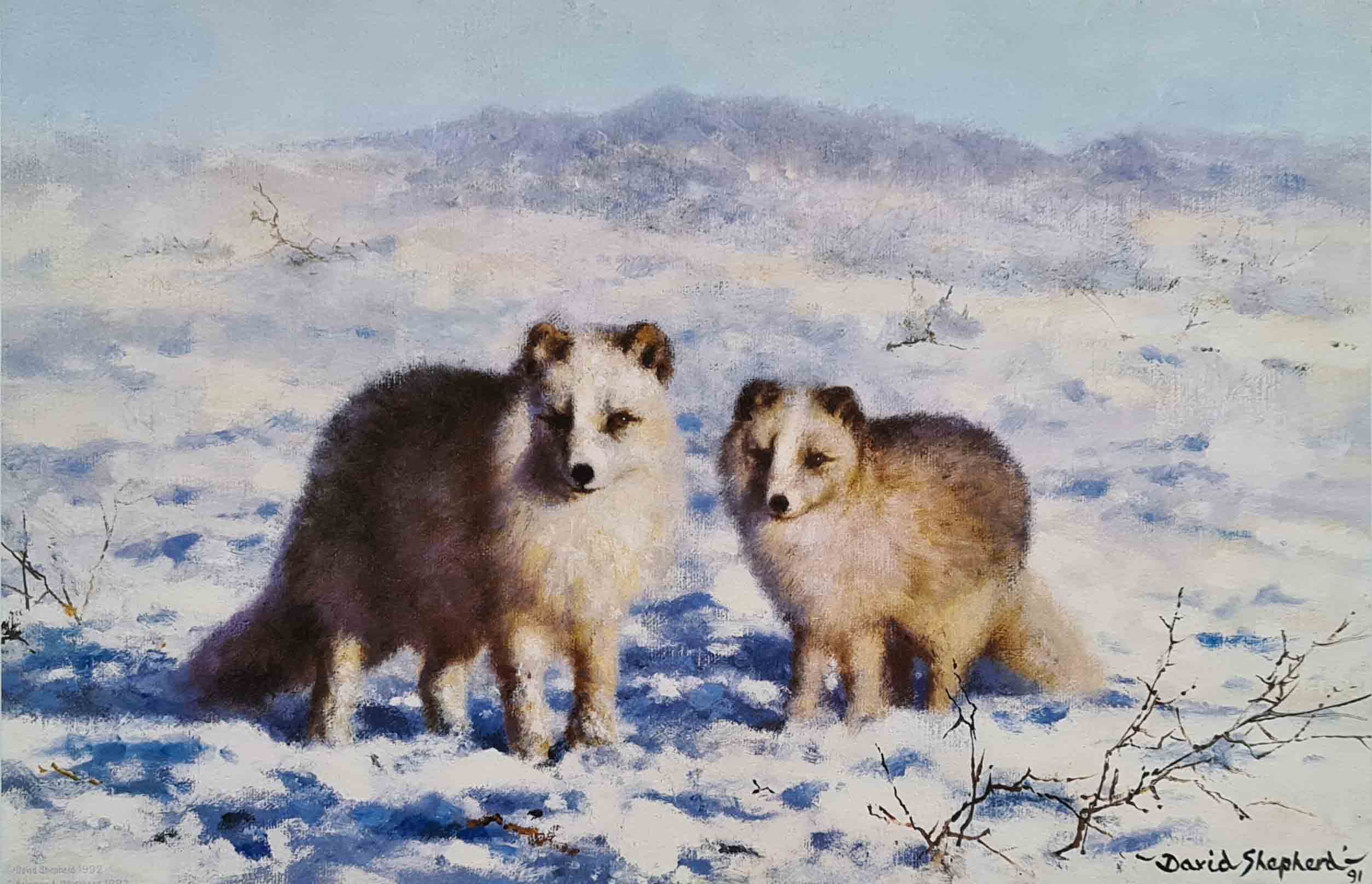 david shepherd Arctic Foxes, signed, limited edition, print