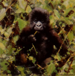 davidshepherd-babygorilla