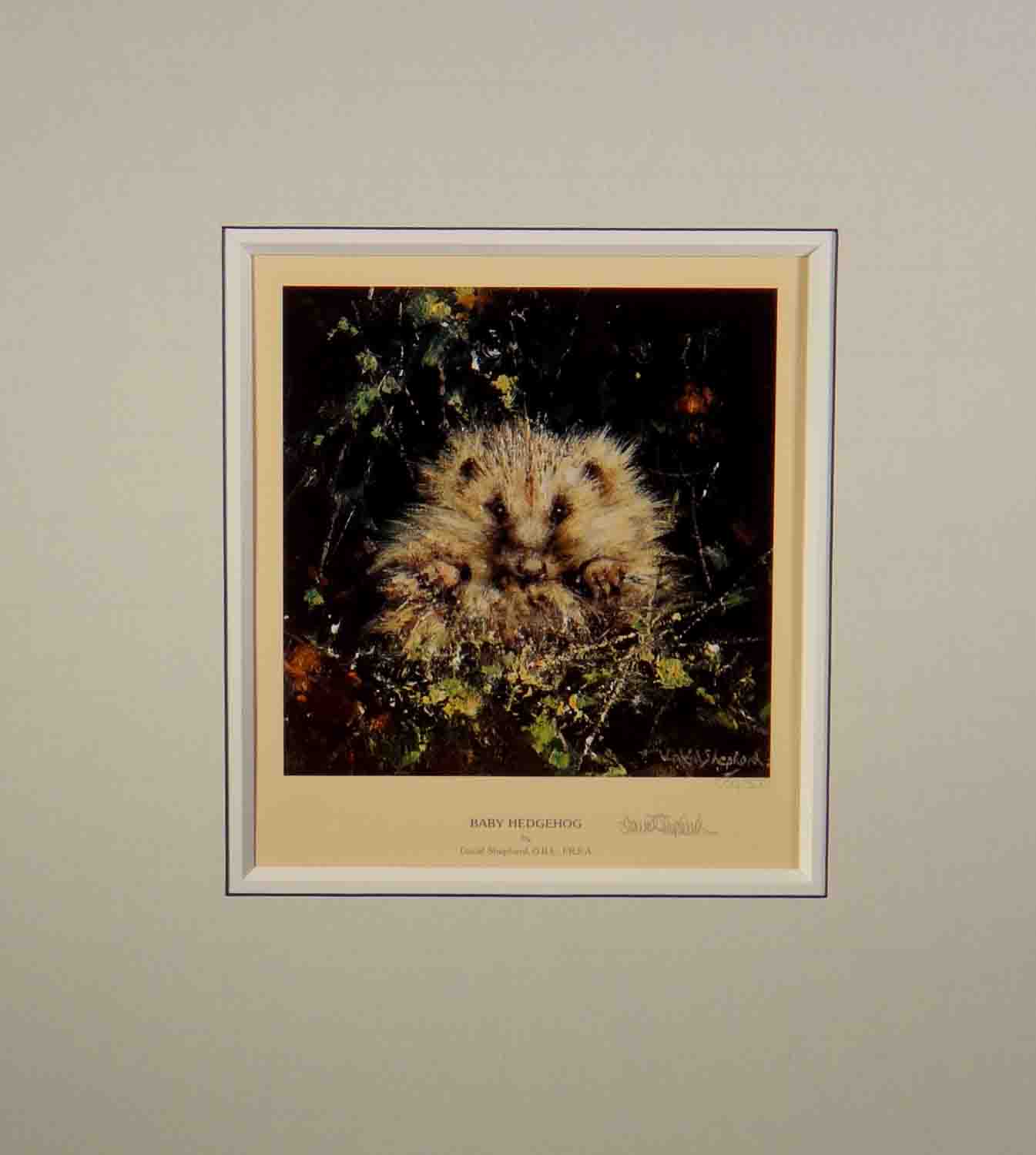 david shepherd, baby hedghog, signed print