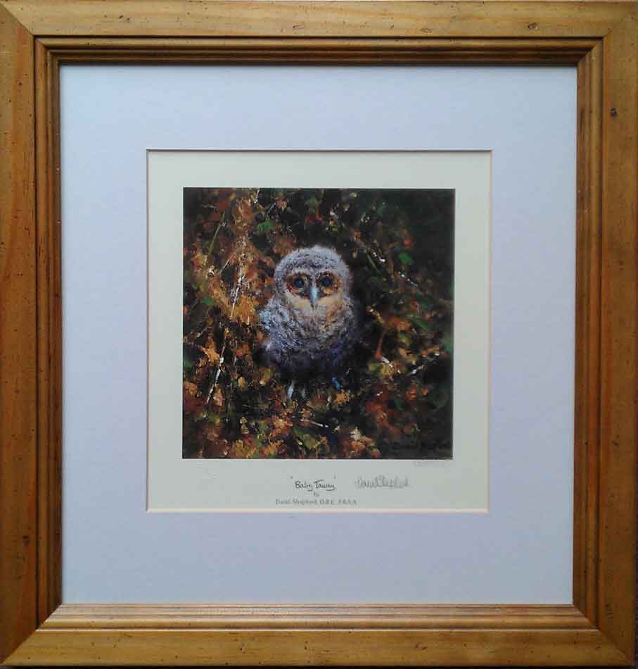 shepherd baby tawny owl print framed