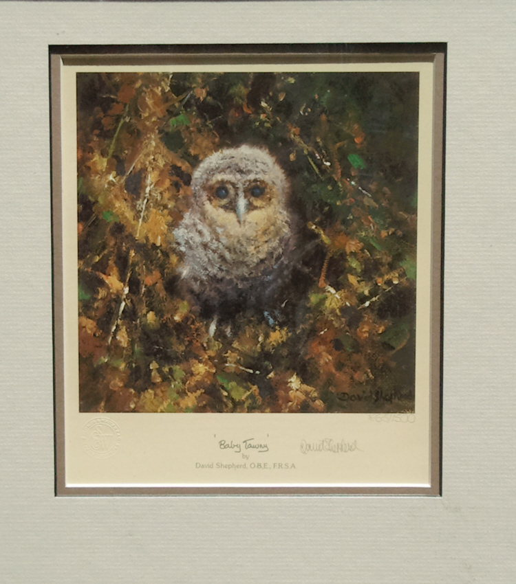 shepherd baby tawny owl print