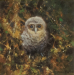 david shepherd baby tawny owl print