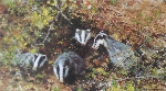 david shepherd badgers print