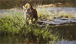 davidshepherd bandipur tiger