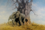 david shepherd baobab and friends elephants, signed, limited edition, print