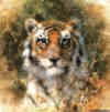 david shepherd Bengal Tiger cameo print