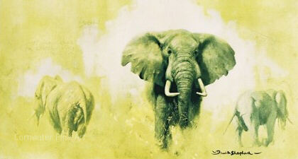 bfelephant bfelephant