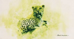 david shepherd leopard, the big five, print