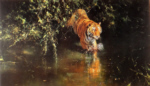 david shepherd, tiger, burning bright print david shepherd burning bright print