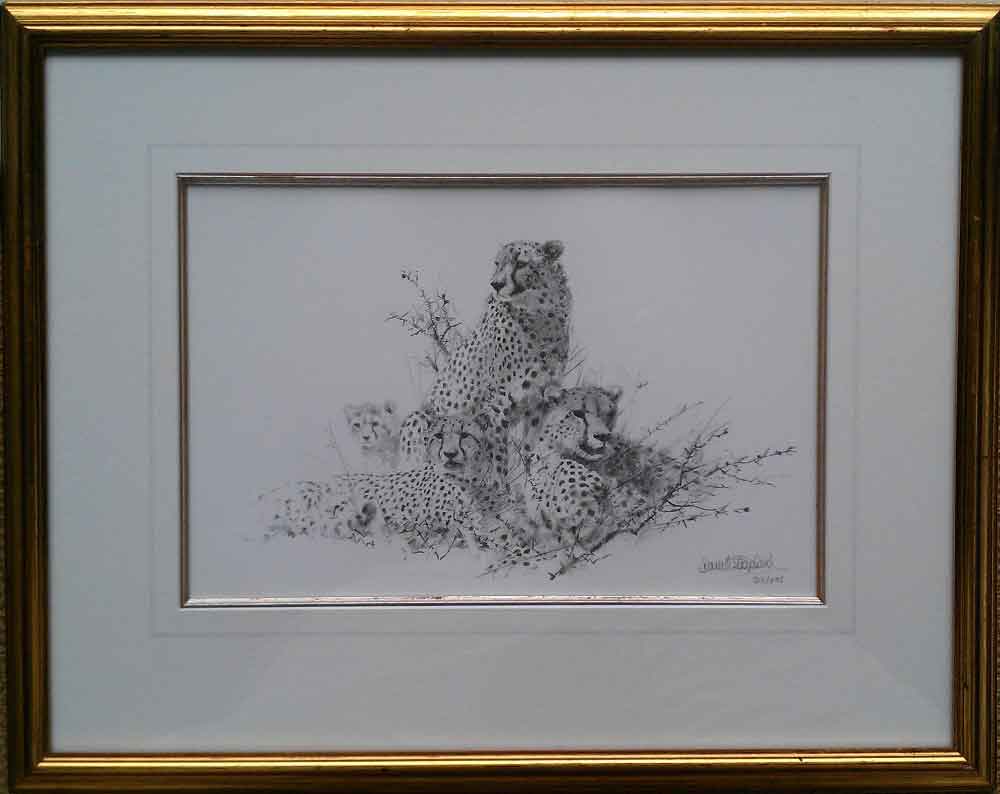 david shepherd, cheetah sketch